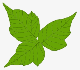 Poison Ivy, Itch, Danger, Rash, Leaf, Poisonous, Three - Poison Ivy Plant Vector, HD Png Download, Transparent PNG