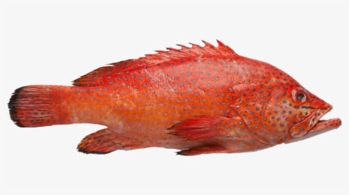 Grouper - Red Grouper Png, Transparent Png, Transparent PNG