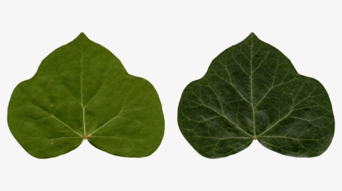 Common Ivy Leaf Poison Ivy Plant - Ivy, HD Png Download, Transparent PNG