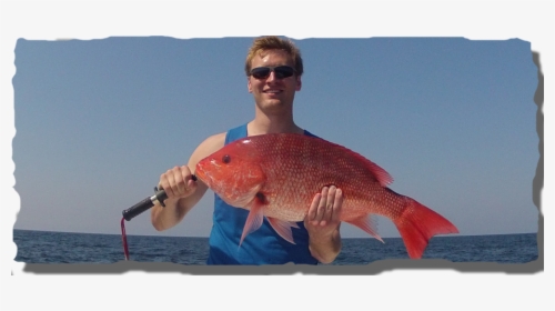 Transparent Red Snapper Png - Pull Fish Out Of Water, Png Download, Transparent PNG
