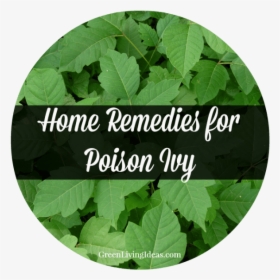 Home Remedies For Poison Ivy - Poison Ivy, HD Png Download, Transparent PNG