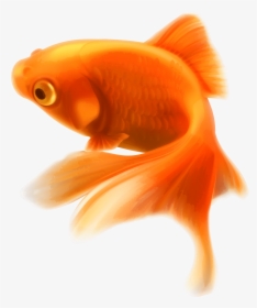Gold Fish, HD Png Download, Transparent PNG