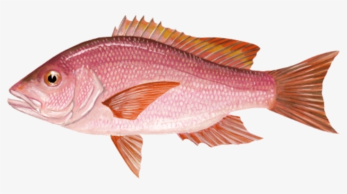 Red Snapper, HD Png Download, Transparent PNG