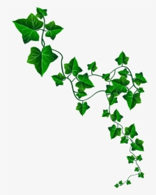 Vine Ivy Decoration Png Clipart Image - Ivy Drawing, Transparent Png, Transparent PNG