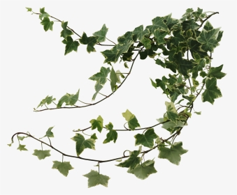 Best Air Purifying - Ivy Png, Transparent Png, Transparent PNG