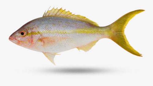 Yellow Tail Snapper - Perch, HD Png Download, Transparent PNG
