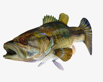 Fish Png - Bass, Transparent Png, Transparent PNG