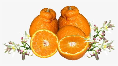 Mandarina, Frutas, Flor, Los Alimentos, Orgánicos - Alle Zitrusfrüchte Der Welt, HD Png Download, Transparent PNG