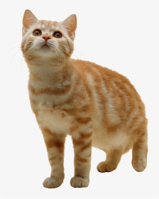 Cat With Transparent Background, HD Png Download, Transparent PNG