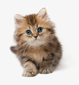 Cat Kitten Cute - Kitten Png, Transparent Png, Transparent PNG