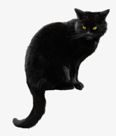 Black Cat Png Hd Transparent - Black Cat Transparent Background, Png Download, Transparent PNG