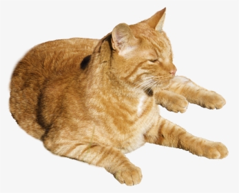 Orange Tabby Cat Transparent Background, HD Png Download, Transparent PNG
