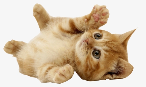 Mouse Pet Cat Villa Animal - Cats With Transparent Backgrounds, HD Png Download, Transparent PNG