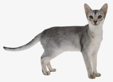 Cat Png - White Grey Abyssinian Cat, Transparent Png, Transparent PNG