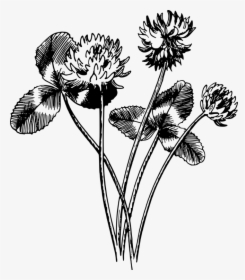 Monochrome Photography,petal,seed Plant - White Clover Drawing, HD Png Download, Transparent PNG