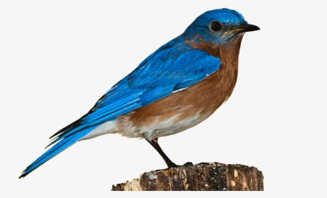 Bird, Bluebird, Bird Png, Nature, Perched, Isolated - Bird Hd Transparent Background, Png Download, Transparent PNG