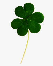 Clover, Shamrock, Irish, Luck, Leaf, Holiday, Ireland - Irish Lucky Leaf, HD Png Download, Transparent PNG