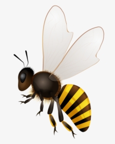 Clip Download Abeilles Abeja Abelha Png Bees Pinterest - Honey Bee Png Clipart, Transparent Png, Transparent PNG