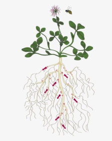 Clover Plant With Roots, HD Png Download, Transparent PNG