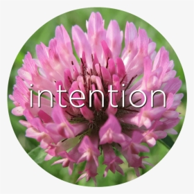 Intention Red Clover Flower Essence - Especie Vegetal De La Pradera, HD Png Download, Transparent PNG