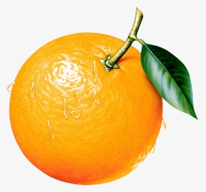 Orange Fruit Clipart - Clip Art Of Orange, HD Png Download, Transparent PNG