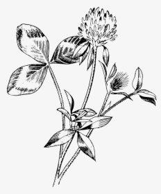 Red Clover - Drawings Of Red Clover, HD Png Download, Transparent PNG