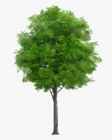 This Alt Value Should Not Be Empty If You Assign Primary - Neem Tree Png, Transparent Png, Transparent PNG