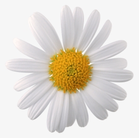 White Flower Png - Transparent Daisy Flower Png, Png Download, Transparent PNG