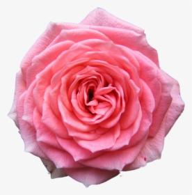 Rose Desktop Wallpaper Pink Free - Pink Flowers Transparent Background, HD Png Download, Transparent PNG