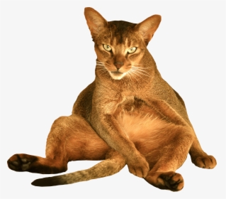 Funny Cat Png - Free Cat Transparent Background, Png Download, Transparent PNG