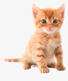 Cute Kitten Png - Cat Png, Transparent Png, Transparent PNG