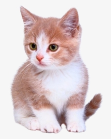 Bengal Cat Kitten Puppy Dog Cuteness - Laser Pointer For Cats, HD Png Download, Transparent PNG