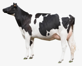 Vaca Mirando A La Izquierda - Cow Png, Transparent Png, Transparent PNG