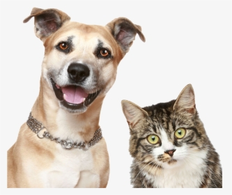 Dog And Cat Png, Transparent Png, Transparent PNG