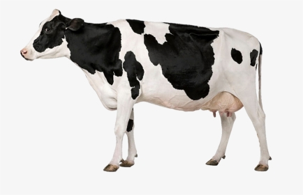 Transparent Vacas Png - Acid And Nutrient In Animal Nutrition, Png Download, Transparent PNG