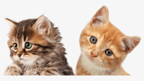 Kitten Headshot - Gatinhos Png, Transparent Png, Transparent PNG