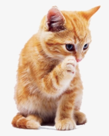Tabby Cat Dog Puppy Pet - Ginger Cat Transparent Background, HD Png Download, Transparent PNG