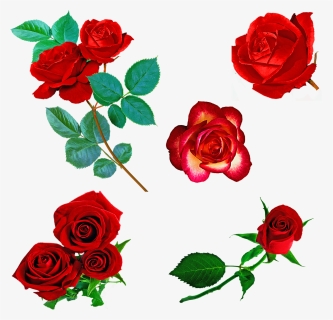 Rosas Vermelhas, Rosas, Red, Flor De Espinhos, Flor - Imagens De Rosas Vermelhas Em Png, Transparent Png, Transparent PNG