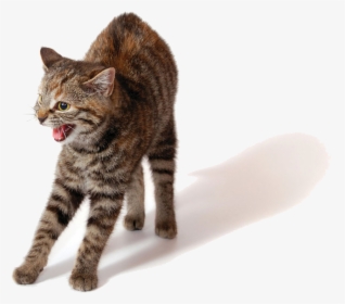Angry Cat Png Photo - He Protec He Attac Cat Meme, Transparent Png, Transparent PNG
