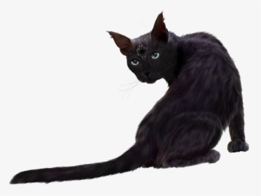 Cat Clipart Png Download - Black Cat Png Hd, Transparent Png, Transparent PNG