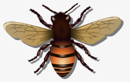 Abelha, Inseto, Voar, Mel, Natureza, Colméia, Besouro - Honey Bee Svg Free, HD Png Download, Transparent PNG