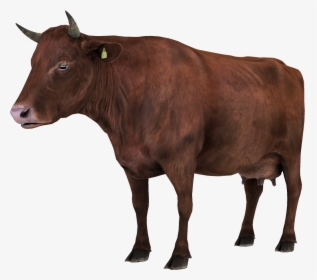 Vaca Animales - Vaca Acostada Png, Transparent Png, Transparent PNG