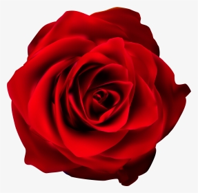 Transparent Rosas Rojas Png - Red Rose Transparent Background, Png Download, Transparent PNG