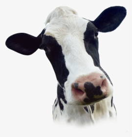 Cattle, HD Png Download, Transparent PNG