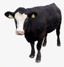 Cow Png Images Download - Beef Cattle Transparent Background, Png Download, Transparent PNG