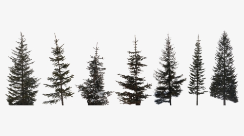 Preview - High Resolution Pine Tree, HD Png Download, Transparent PNG