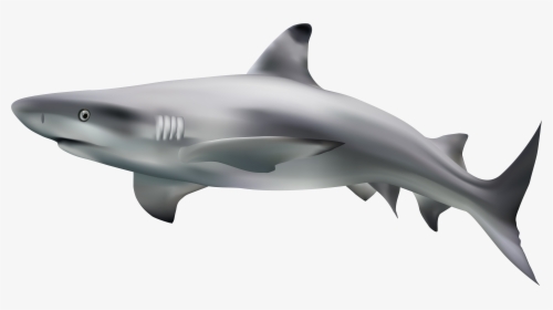 Shark Transparent Clip Art Image - Shark With Transparent Background, HD Png Download, Transparent PNG