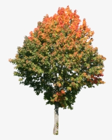 Tree Png High Resolution - High Res Tree Png, Transparent Png, Transparent PNG