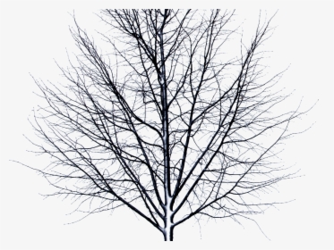 Dead Tree Isolated Object Png - Itni Bhi Kya Berukhi, Transparent Png, Transparent PNG