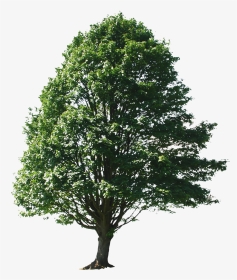 Transparent Png Trees For Photoshop - Big Tree Photoshop, Png Download, Transparent PNG